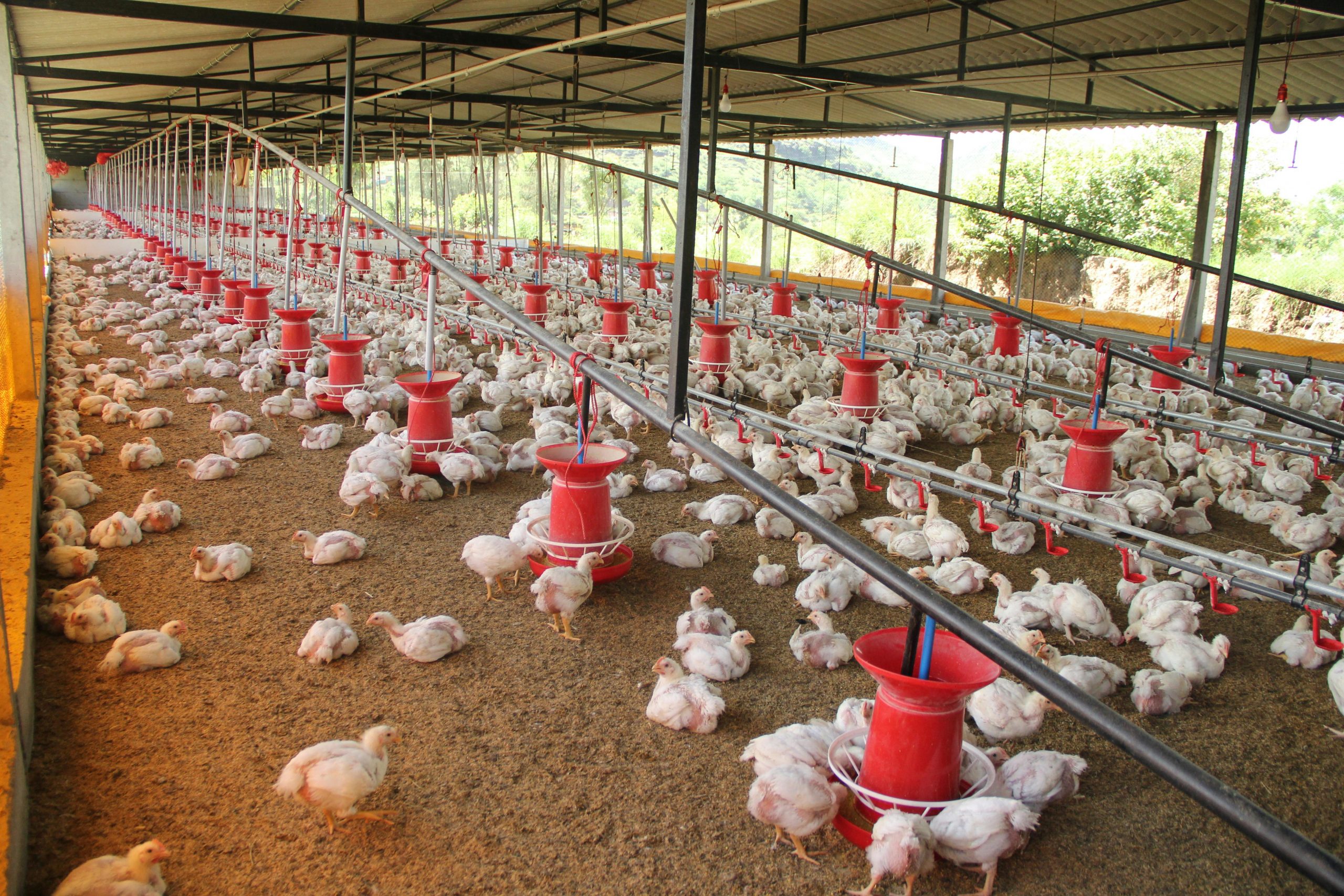 Wide-angle view of a large chicken coop filled with white chickens and feeding stations.