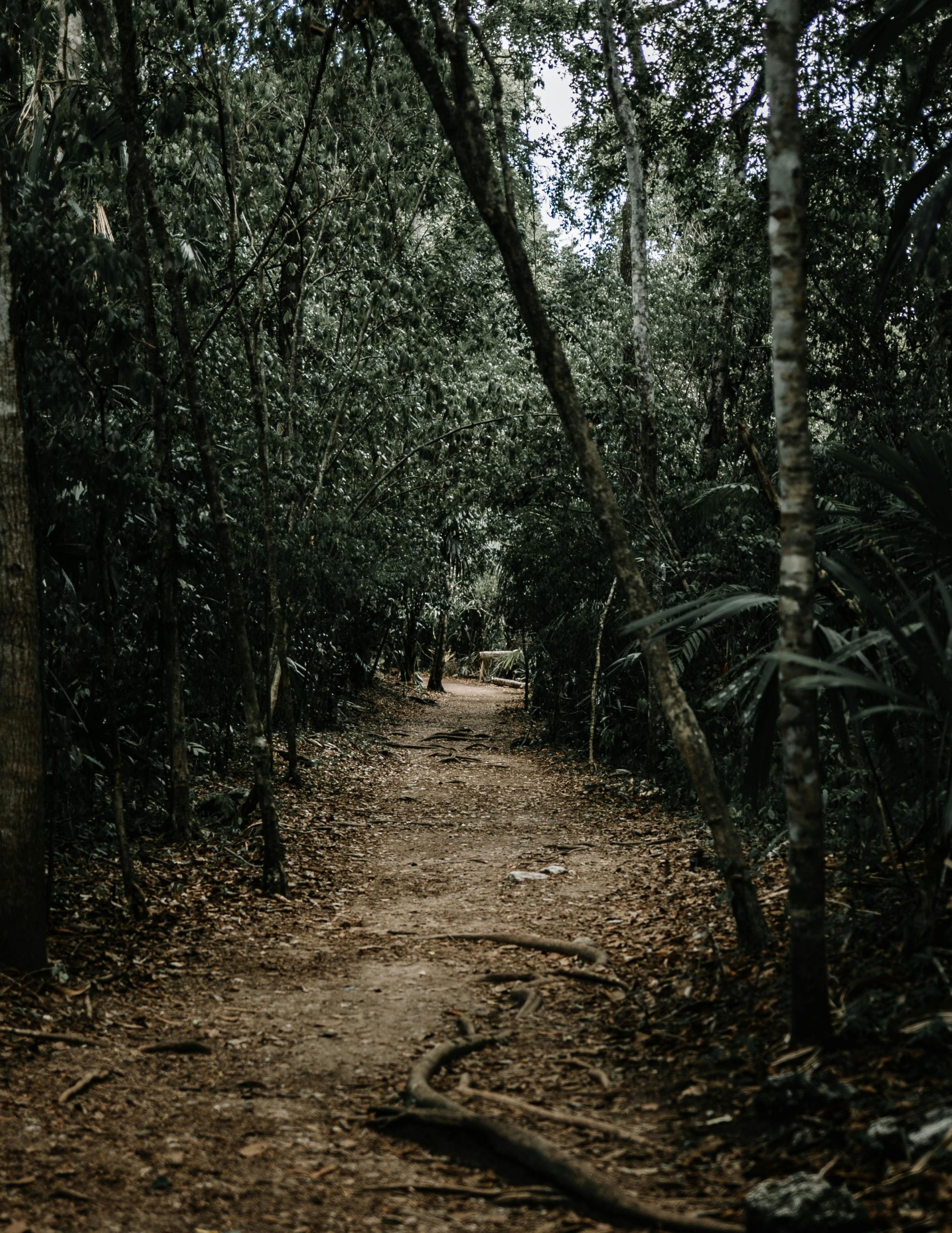 Explore a mysterious forest path amidst dense jungle in Tikal, capturing the essence of nature's allure.